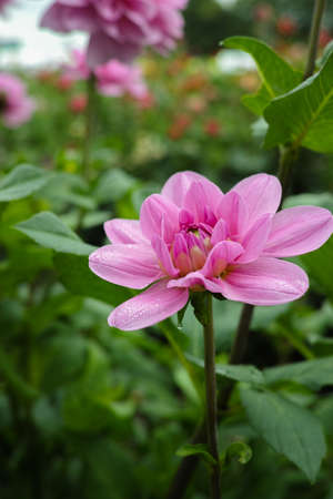 Pink rose dahlia flower on the plant, Beautiful bouquet or decoration from the gardenの写真素材