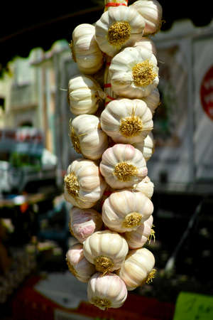 Fresh french violet and rose garlic from Provence, France, close upの写真素材