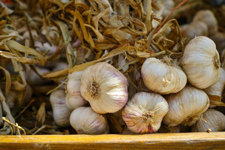 Fresh french violet and rose garlic from Provence, France, close upの写真素材