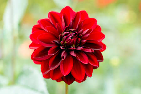 Red dahlia flower on the plant, Beautiful bouquet or decoration from the gardenの写真素材