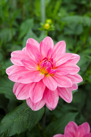 Pink rose dahlia flower on the plant, Beautiful bouquet or decoration from the gardenの写真素材