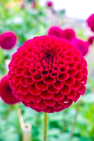 Pink rose dahlia flower on the plant, Beautiful bouquet or decoration from the gardenの写真素材