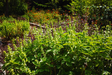 Fresh aromatic herbs basil plant in the garden, growth outsideの写真素材