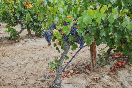 Ripe red wine grape ready to harvest, South France, sandy vineyard in Camargue, Languedoc, Franceの写真素材