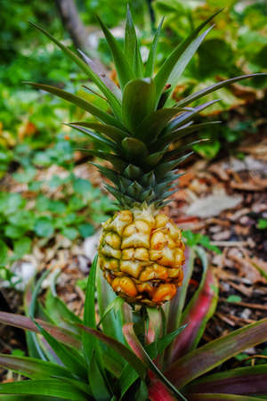 Small pineapple ananas growth in the tropical exotic gardenの写真素材