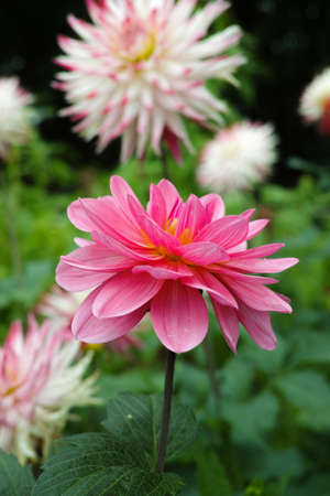 Pink rose dahlia flower on the plant, Beautiful bouquet or decoration from the gardenの写真素材