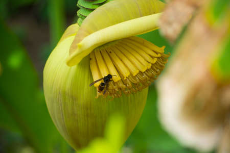 Tropical tree - banana palm with flowers and fruits, exotic tasty foodの写真素材