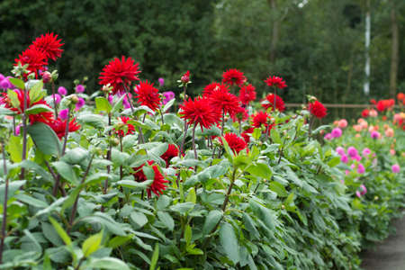 Red dahlia flower on the plant, Beautiful bouquet or decoration from the gardenの写真素材