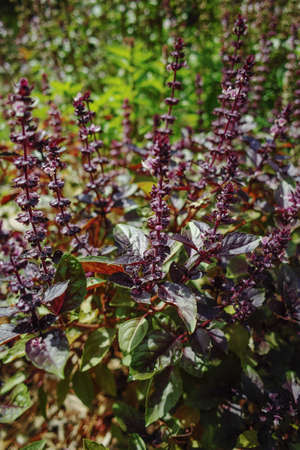 Fresh aromatic herbs basil plant in the garden, growth outsideの写真素材