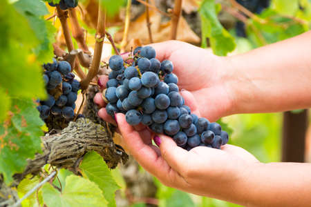 Ripe red wine grape ready to harvest, South Franceの写真素材