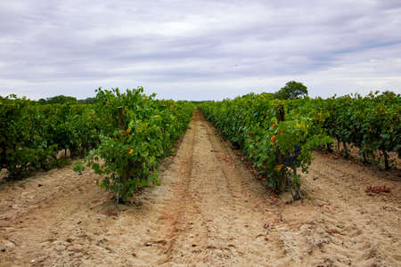 Ripe red wine grape ready to harvest, South France, sandy vineyard in Camargue, Languedoc, Franceの写真素材