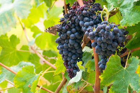 Ripe red wine grape ready to harvest, South Franceの写真素材