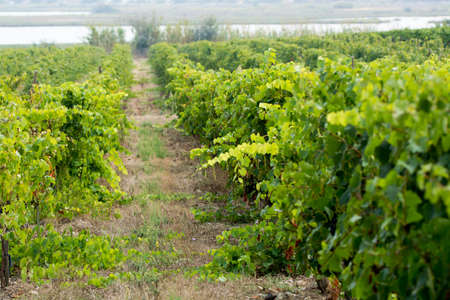 Vineyard in Domaine de Maguelone near Montpellier, South France, red wine grape plantationの写真素材