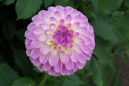 Pink rose dahlia flower on the plant, beatyful bouquet or decoration from the gardenの写真素材