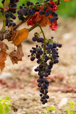 Sun dried ripe red wine grape ready to harvest, South Franceの写真素材