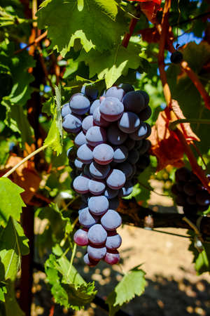 Red wine grapes from the hill in France, ripe on the vines and ready to harvest and wine productionの写真素材