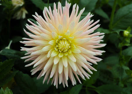 White dahlia flower on the plant, beautiful bouquet or decoration from the gardenの写真素材