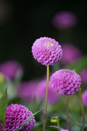 Pink rose dahlia flower on the plant, beatyful bouquet or decoration from the gardenの写真素材
