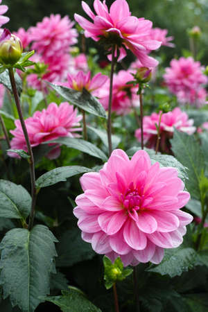 Pink rose dahlia flower on the plant, Beautiful bouquet or decoration from the gardenの写真素材