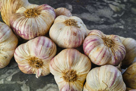 Fresh french violet and rose garlic from Provence, France, close upの写真素材