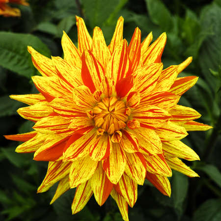 Yellow dahlia flower on the plant, Beautiful bouquet or decoration from the gardenの写真素材