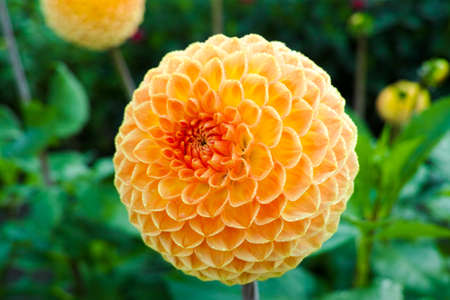 Salmon orange dahlia flower on the plant, Beautiful bouquet or decoration from the gardenの写真素材