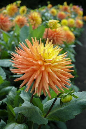 Salmon orange dahlia flower on the plant, Beautiful bouquet or decoration from the gardenの写真素材