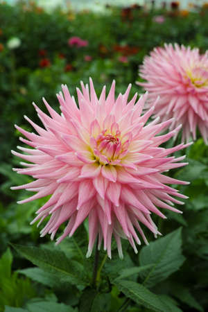 Pink rose dahlia flower on the plant, Beautiful bouquet or decoration from the gardenの写真素材