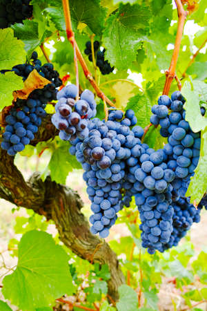 Ripe red wine grape ready to harvest, South Franceの写真素材
