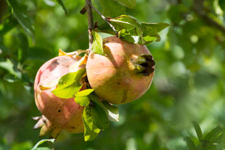 Pomegranate fruits riping on the tree in sunny dayの写真素材