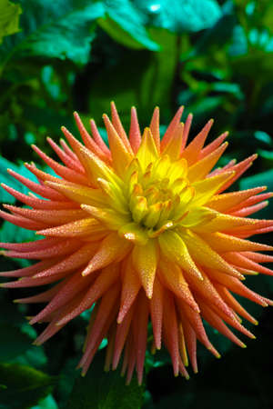Salmon orange dahlia flower on the plant, Beautiful bouquet or decoration from the gardenの写真素材