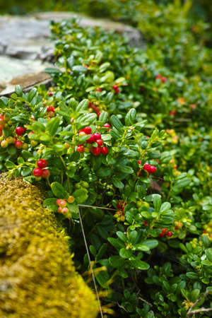 Red ripe cowberry, hilberry, cranberry plant in the forestの写真素材