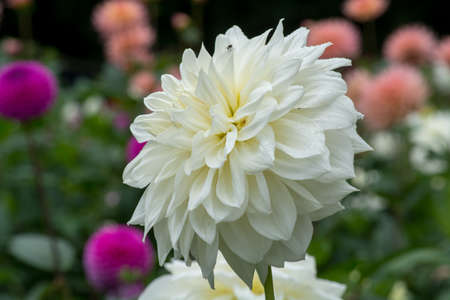 White dahlia flower on the plant, beautiful bouquet or decoration from the gardenの写真素材