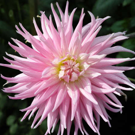 Pink rose dahlia flower on the plant, Beautiful bouquet or decoration from the gardenの写真素材