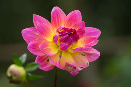 Pink rose dahlia flower on the plant, beatyful bouquet or decoration from the gardenの写真素材
