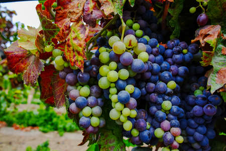 Red ripe wine grapes on sandy vineyards, Camargue, Provence, south of  Franceの写真素材