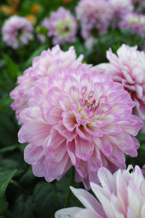 Pink rose dahlia flower on the plant, Beautiful bouquet or decoration from the gardenの写真素材