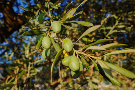 Ripe green olives on the tree, Provence, Franceの写真素材