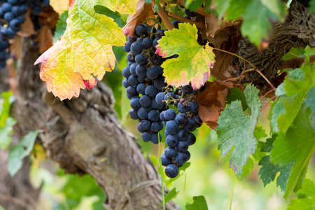 Ripe red wine grape ready to harvest, South Franceの写真素材