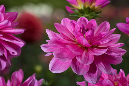 Pink rose dahlia flower on the plant, beatyful bouquet or decoration from the gardenの写真素材