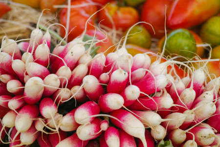 Fresh french pink-white radish vegetable, healthy food and diet conceptの写真素材
