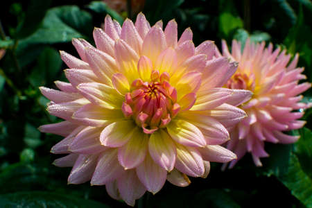 Pink rose dahlia flower on the plant, beatyful bouquet or decoration from the gardenの写真素材