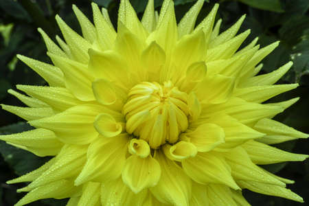 Yellow dahlia flower on the plant, Beautiful bouquet or decoration from the gardenの写真素材