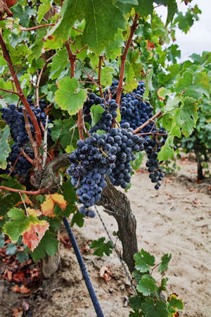 Ripe red wine grape ready to harvest, South France, sandy vineyard in Camargue, Languedoc, Franceの写真素材