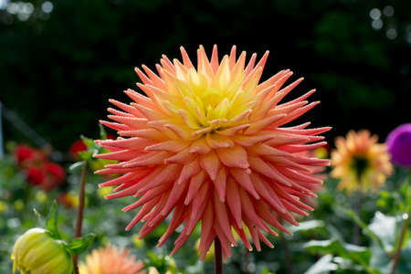 Salmon orange dahlia flower on the plant, beatyful bouquet or decoration from the gardenの写真素材
