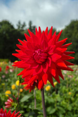 Red dahlia flower on the plant, Beautiful bouquet or decoration from the gardenの写真素材