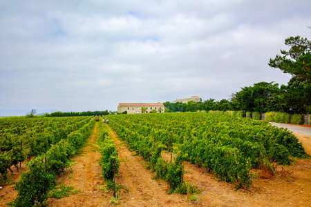 Vineyard in Domaine de Maguelone near Montpellier, South France, red wine grape plantationの写真素材