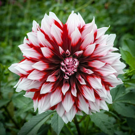 Pink rose dahlia flower on the plant, Beautiful bouquet or decoration from the gardenの写真素材