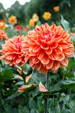 Salmon orange dahlia flower on the plant, Beautiful bouquet or decoration from the gardenの写真素材