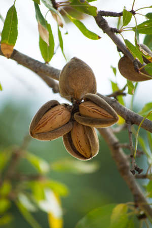 Ripe almonds nuts on the tree ready to harvest and eatの写真素材